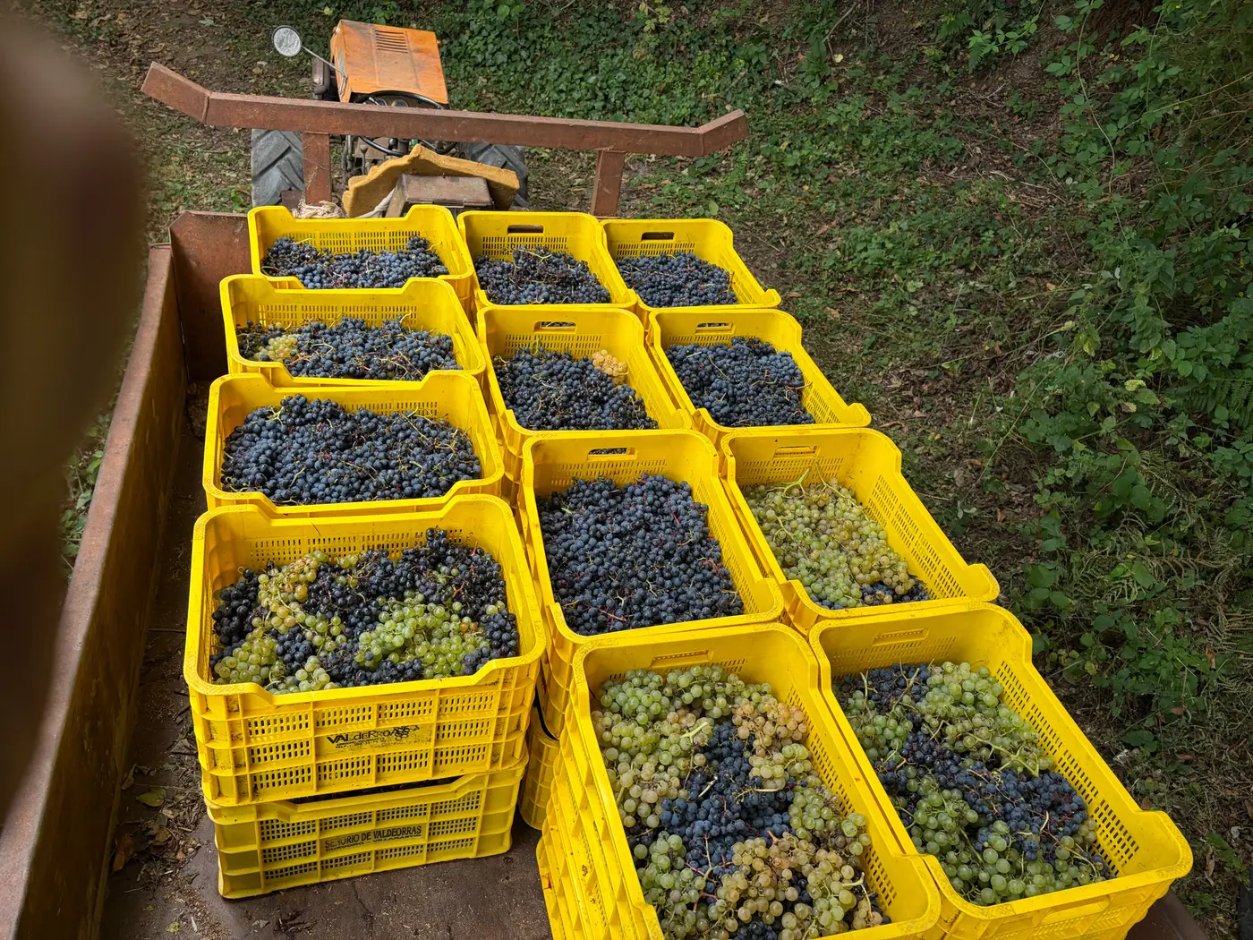 Cajas amarillas llenas de uva tinta y blanca en el remolque de un tractor