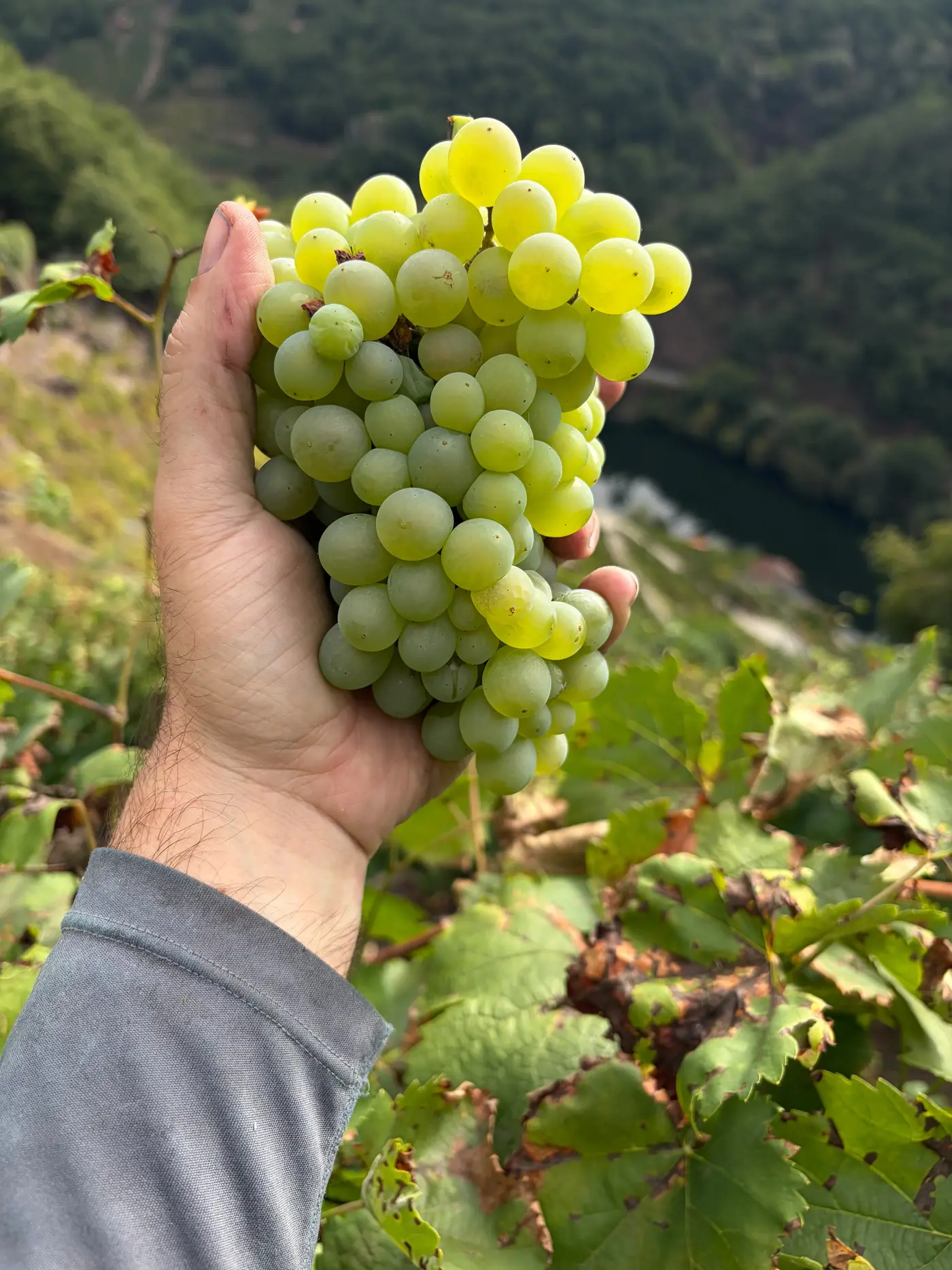 Racimo de uva blanca en la mano con el cañón del río al fondo