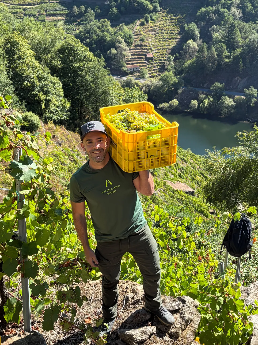 Vendimiador con la camiseta de Antillano y una caja de uva blanca al hombro, entre viñedos en ladera sobre el río